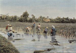 Rizsszüret alkotó: European Photographer